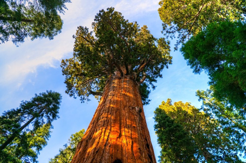 Yosemite, Kings Canyon Sequoia American Classic Tours