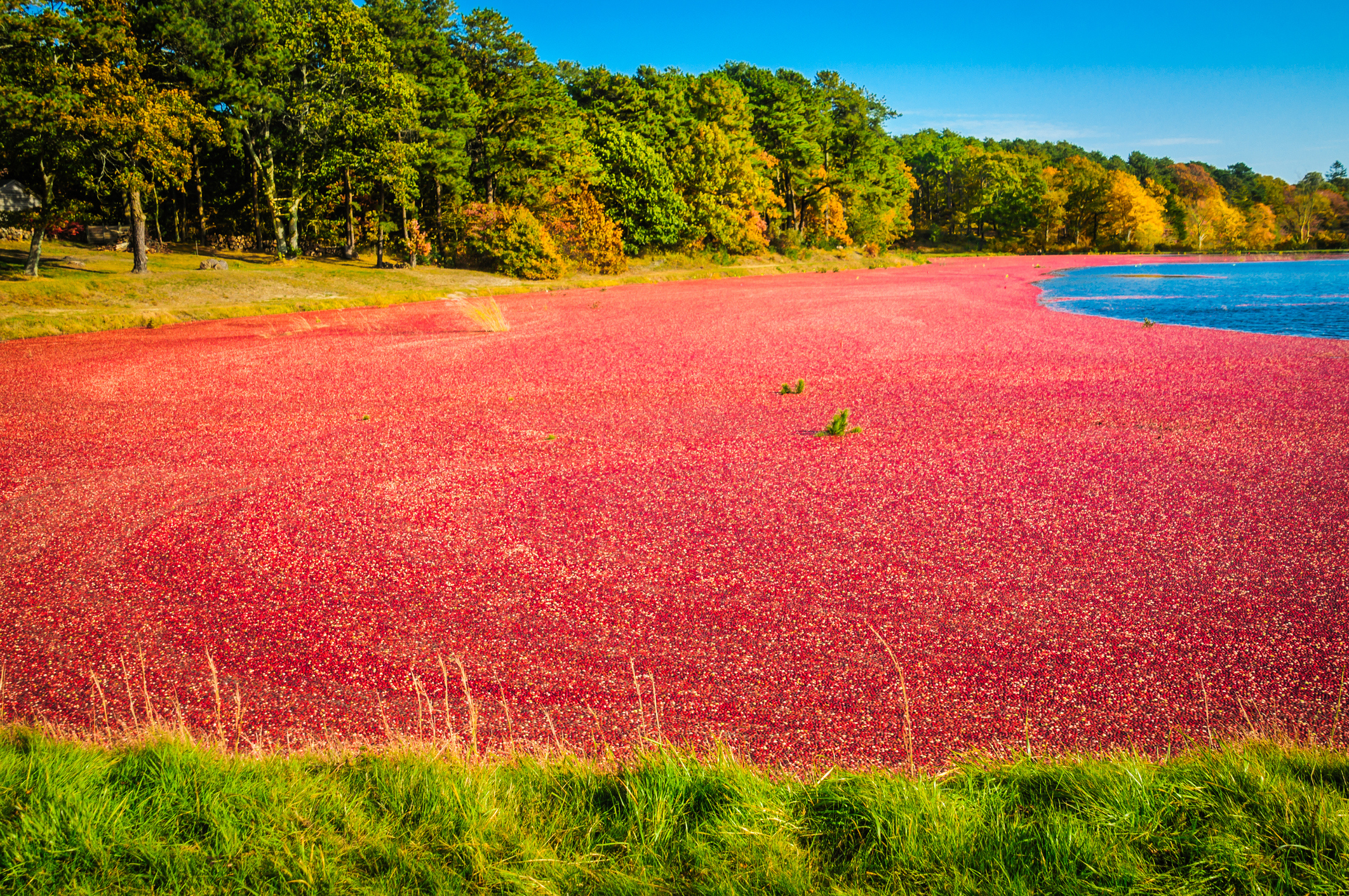 Wisconsin Cranberry | American Classic Tours